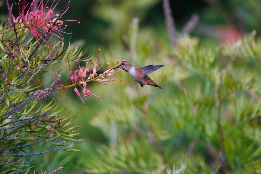 Hummingbird in flight, feeding on vibrant Grevillea blooms in a lush summer garden.