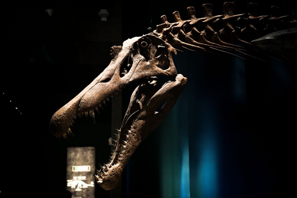 Close-up of a Tyrannosaurus Rex skull displayed in a dimly lit museum exhibit.